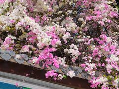 -深圳国际园林花卉博览园