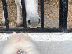 -J Create城市露营咖啡·简餐·宠物(上海动物园店)