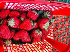 -胜丰草莓采摘园