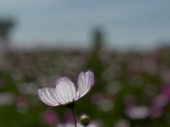 -春花秋色城市公园