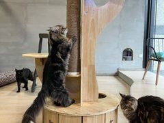 -十年猫舍·猫咪专门店(普陀店)