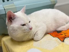 -凯特喵百思猫专科医院