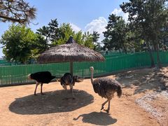 -西霞口神雕山野生动物世界