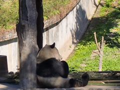-中国大熊猫保护研究中心雅安碧峰峡基地