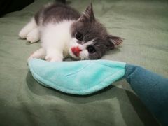 -70cat德文卷毛猫·缅因猫纯种猫舍