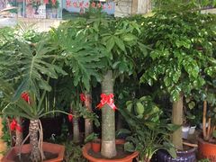 -大自然花鸟鱼虫市场
