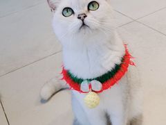 -怪兽屋·羊驼·猫咖·狗咖(俊华广场店)