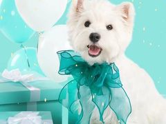 -萌宠之家·腊肠犬·马尔泰·小体犬舍