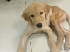 -乐嘟嘟宠物医院