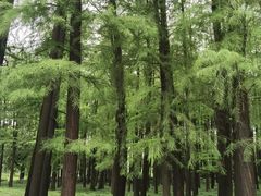 -月湖风景区