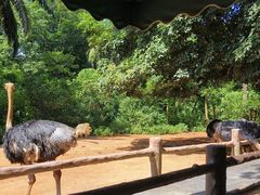 -海南热带野生动植物园