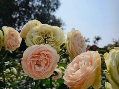 -人民公园(罗湖区)