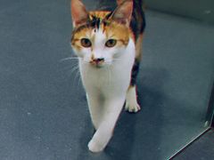 -爱侣宠医·鹦鹉专科·小型哺乳类·异宠专科(灵石路店)