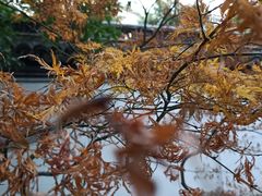 -秋霞圃