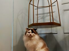 -遇见羊驼·奶狗咖·布偶猫咖·法斗柯基柴犬阿拉斯加(春熙路太古里IFS店)