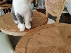 -共舞时光猫咖·狗咖(新街口店)