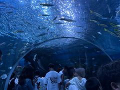 -海合安成都极地海洋公园