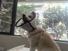 -御宝贝24h宠物医院·转诊中心·CT核磁血透中心(厦门总院)