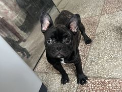 -翊宠yipet猫狗购宠庄园犬舍•猫舍