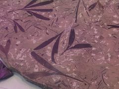 -吉林省自然博物馆