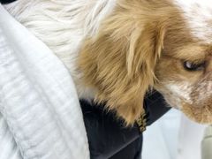 -乖乖宠物医院·猫科·急重症中心(车站北路分院)