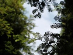 -桤木河湿地公园