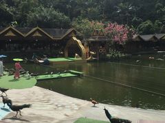 -西双版纳原始森林公园