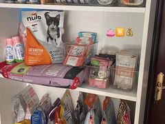 -喵百万·布偶·蓝金金渐层英短·猫舍(百子湾店)
