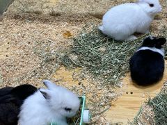 -龟与熊猫宠物公园(南坪店)