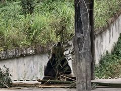 -中国大熊猫保护研究中心雅安碧峰峡基地