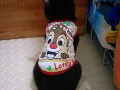 -暖阳宠物医院·犬猫康复中心·骨科