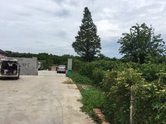 -南汇新场正宗水蜜桃采摘