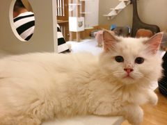 -猫域·湾主题猫咖·宠物吧(南坪城市广场店)