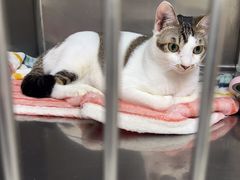 -安安宠医宠物医院·异宠·犬猫内科(岳阳分院)