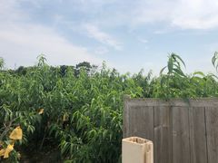 -南汇新场正宗水蜜桃采摘