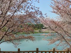 -樱花山风景区