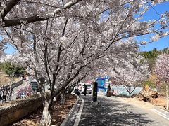 -樱花山风景区