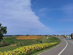 -空港花田景区