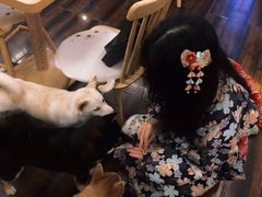 -豆柴町-柴犬主题狗咖(红鼎国际C座店)