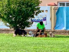 -趣玩宠物乐园寄养训犬训狗游泳池