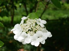 -陆家嘴中心绿地