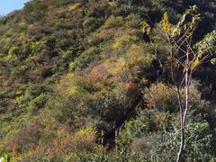 -大岭沟猕猴桃谷风景区