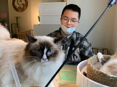 -喵喵咪呀布偶猫咖(春熙路店)