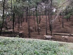 -沈阳森林动物园