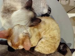 -藏猫猫咖啡主题馆(中央大道店)