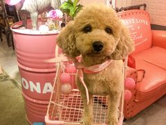 -百好乐宠物友好餐厅(朝外大街店)