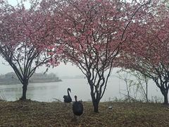 -长兴太湖图影湿地文化园