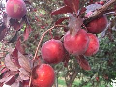 -北京国家会计学院