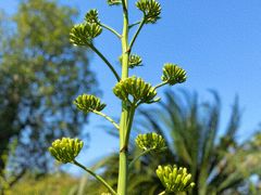 -中国科学院华南植物园