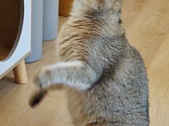 -有喵·猫咖·狗咖·30几只猫10只小狗(岗厦店)